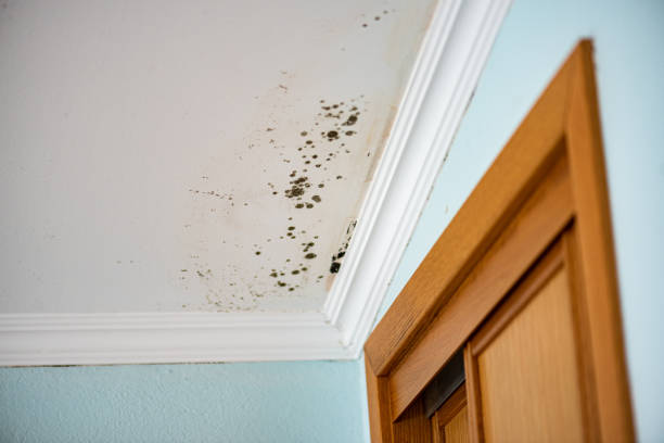 Best Mold Testing  in Union Hill Novelty Hill, WA
