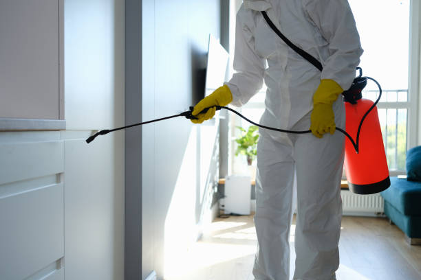 Best Same-Day Mold Removal  in Union Hill Novelty Hill, WA