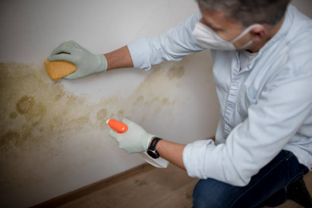 Best Local Mold Removal Service  in Union Hill Novelty Hill, WA