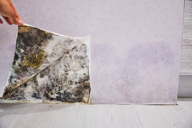 Best Water Damage Restoration  in Union Hill Novelty Hill, WA
